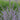 Russian Sage