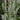 Sage - Sensation White