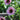 Coneflower - SunSeekers Salmon