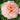 Peony - Itoh Scrumdiddlyumptious