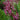 Sage - Sensation Deep Rose