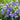 Balloon Flower - Sentimentel Blue