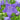 Balloon Flower - Sentimentel Blue