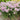 Allium - Serendipity