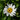 Shasta Daisy - Shortstop