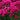 Aster - Showmakers Magenta