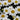 Daisy - Snowcap