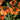 Coneflower - Artisan Soft Orange