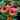 Coneflower - Sombrero Hot Coral