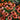 Coneflower - Sombrero Hot Coral
