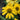Coneflower - Sombrero Lemon Yellow