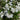 Mockorange - Snow Dwarf