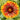 Blanket Flower - Spintop Copper Sun