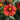Blanket Flower - Spintop Yellow Touch