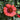 Blanket Flower - Spintop Red