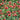 Blanket Flower - Spintop Red