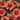 Blanket Flower - Spintop Yellow Touch