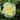 Hollyhock - Spring Celebrities Lemon