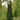 Pine - Stowe Pillar