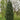 Pine - Stowe Pillar