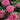 Beebalm - Sugar Buzz Bubblegum