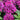 Beebalm - Sugar Buzz Grape Gumball