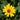 Heliopsis - Oxeye Daisy Summer Nights