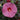 Hibiscus - Summerific Berry Awesome