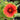 Blanket Flower - Sunset Cutie