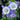 Columbine - Swan Blue & White