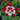 Columbine - Swan Red & White