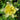 Columbine - Swan Yellow