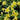 Columbine - Swan Yellow