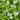 Sweet Woodruff