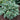Hosta - Tambourine