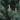 Pine - Tannenbaum