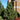 Pine - Tannenbaum