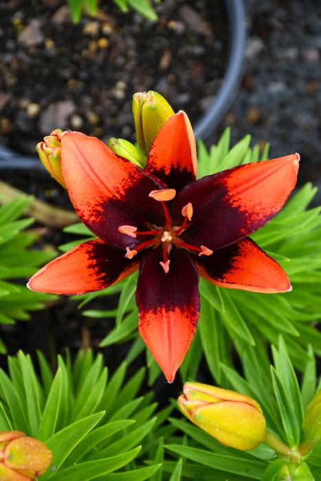 dimension asiatic lily Asiatic Lily