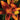 Asiatic Lily - Tiny Orange Sensation
