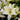 Asiatic Lily - Tiny Crystal