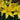 Asiatic Lily - Tiny Ranger