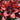 Asiatic Lily - Tiny Shadow