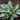 Hosta - Touch of Class