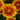 Coreopsis - Tickseed Uptick Gold & Bronze
