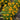 Coreopsis - Tickseed Uptick Gold & Bronze