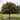 Crabapple - Velvet Pillar