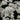 Yarrow - New Vintage White