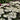 Yarrow - New Vintage White
