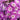 Phlox - Violet Charm