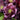 Lenten Rose - Wedding Party True Love